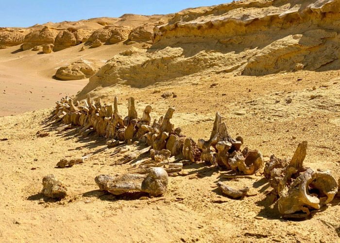 Uno Dei Resti Di Balene A Wadi Hitan