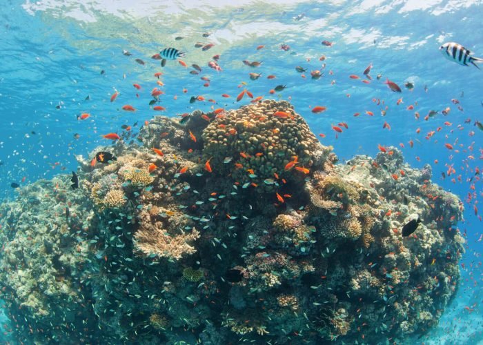Scatto Stupendo Della Barriera Corallina Nel Mar Rosso